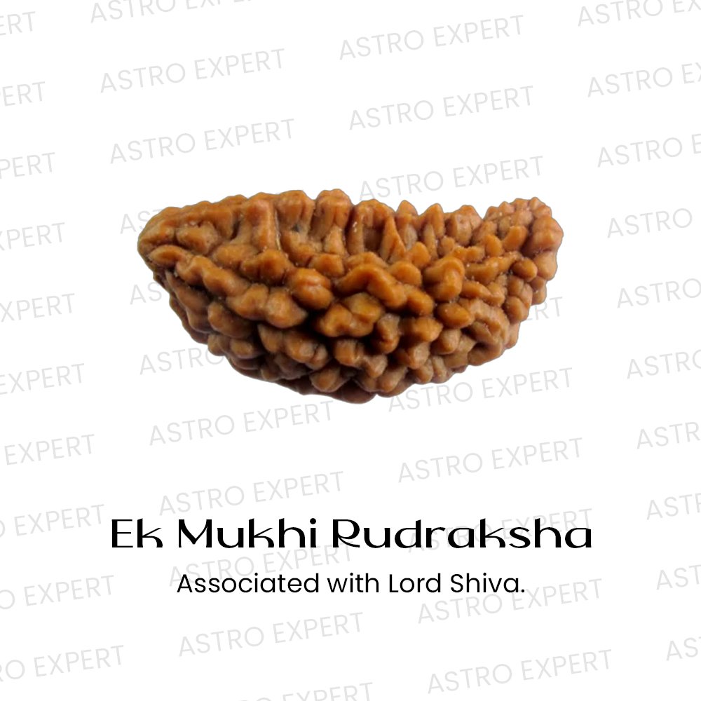 Ek Mukhi Rudraksha